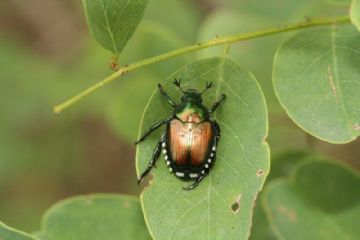 Popillia Japonica